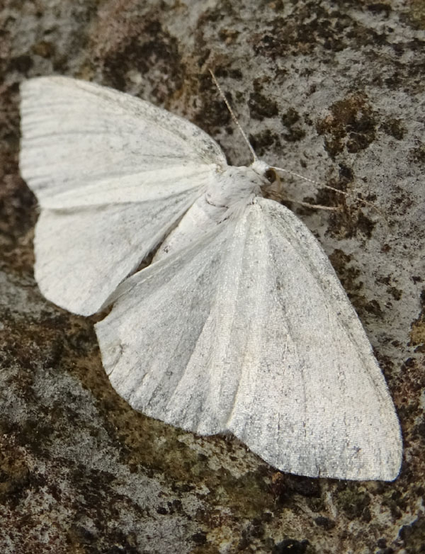 forse: Scopula subpunctaria - Geometridae